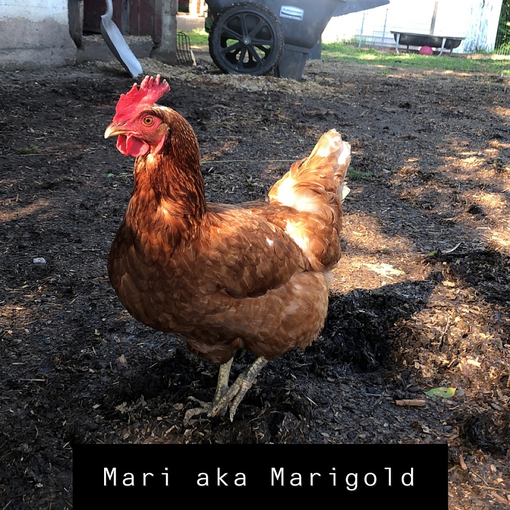 Mari Aka Marigold SoulSpace Sanctuary